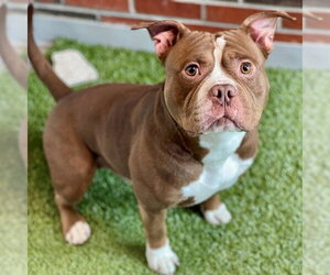 American Pit Bull Terrier Dogs for adoption in Edmond, OK, USA