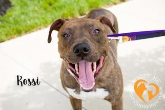 American Pit Bull Terrier Dogs for adoption in Newport, KY, USA