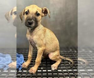 American Staffordshire Terrier-Unknown Mix Dogs for adoption in San Antonio, TX, USA