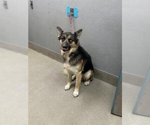 German Shepherd Dog-Unknown Mix Dogs for adoption in Las Vegas, NV, USA
