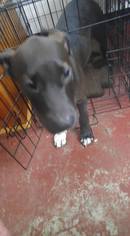American Staffordshire Terrier-Unknown Mix Dogs for adoption in Jarrell, TX, USA
