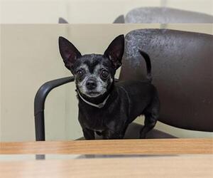 Chihuahua Dogs for adoption in Denver, CO, USA