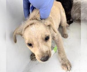 Labrador Retriever-Unknown Mix Dogs for adoption in Houston, TX, USA