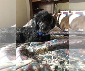 Poodle (Miniature) Dogs for adoption in New Smyrna Beach, FL, USA