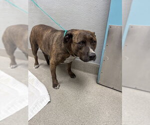 Mutt Dogs for adoption in Las Vegas, NV, USA