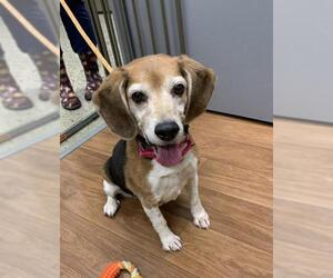 Beagle Dogs for adoption in Mason, MI, USA