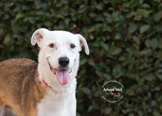 Lab-Pointer Dogs for adoption in Rancho Santa Margarita, CA, USA