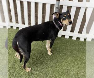 Doberman Pinscher-Unknown Mix Dogs for adoption in Modesto, CA, USA