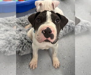 Chinese Shar-Pei-Unknown Mix Dogs for adoption in Wakefield, RI, USA