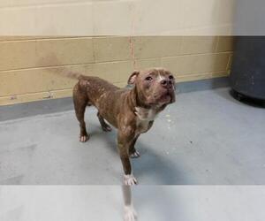 Mutt Dogs for adoption in Tulsa, OK, USA
