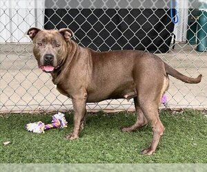 Staffordshire Bull Terrier-Unknown Mix Dogs for adoption in Oroville, CA, USA