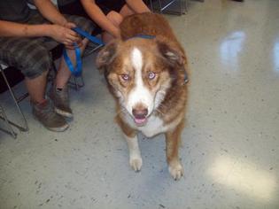 Alaskan Husky Dogs for adoption in Inverness, FL, USA