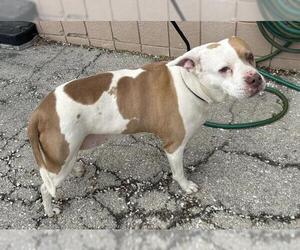 American Pit Bull Terrier Dogs for adoption in Olathe, KS, USA