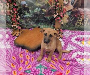 Labrador Retriever Dogs for adoption in Globe, AZ, USA