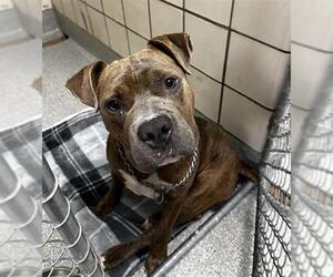 American Pit Bull Terrier-Unknown Mix Dogs for adoption in Pasadena, TX, USA