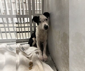 Mutt Dogs for adoption in Stockton, CA, USA