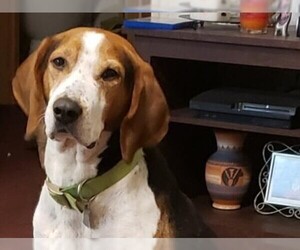 Treeing Walker Coonhound Dogs for adoption in Cookeville, TN, USA