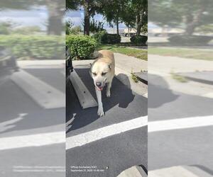 Huskies -Unknown Mix Dogs for adoption in San Antonio, TX, USA