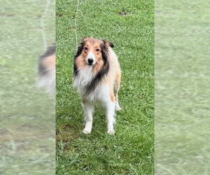 Mutt Dogs for adoption in Dublin, OH, USA