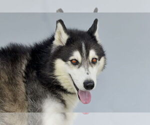 Siberian Husky Dogs for adoption in Pasadena, CA, USA
