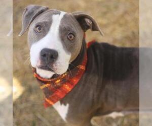 American Staffordshire Terrier-Unknown Mix Dogs for adoption in San Antonio, TX, USA