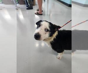 Pembroke Welsh Corgi-Unknown Mix Dogs for adoption in Temple, TX, USA