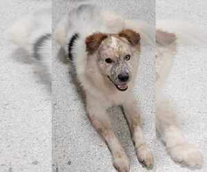 Mutt Dogs for adoption in Highland, IL, USA