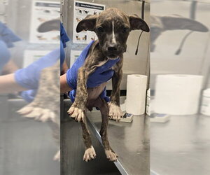 Mutt Dogs for adoption in Fayetteville, NC, USA