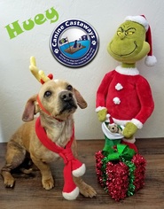 Bocker Dogs for adoption in Arcadia, FL, USA
