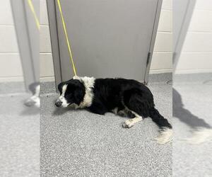 Border Collie-Unknown Mix Dogs for adoption in Pasadena, TX, USA