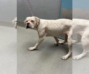 Dogo Argentino-Unknown Mix Dogs for adoption in Las Vegas, NV, USA
