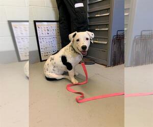 Basset Hound-Pointer Mix Dogs for adoption in Corpus Christi, TX, USA