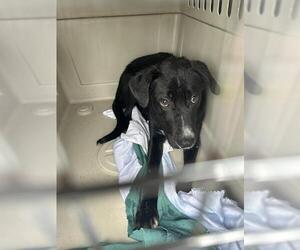 Labrador Retriever Dogs for adoption in Louisville, KY, USA