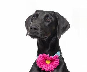 Doberman Pinscher Dogs for adoption in Santa Barbara, CA, USA