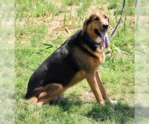 Black and Tan Coonhound Dogs for adoption in Cochise, AZ, USA