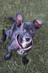 Medium Photo #1 Chihuahua Puppy For Sale in Phoenix , AZ, USA