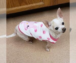 Medium Photo #1 Chihuahua Puppy For Sale in Lovingston, VA, USA