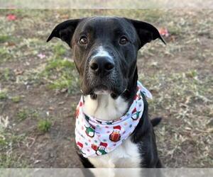 Labrador Retriever-Unknown Mix Dogs for adoption in Tulsa, OK, USA