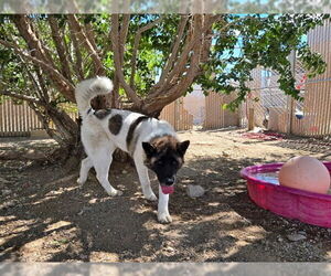 Akita-Unknown Mix Dogs for adoption in South Lake Tahoe, CA, USA