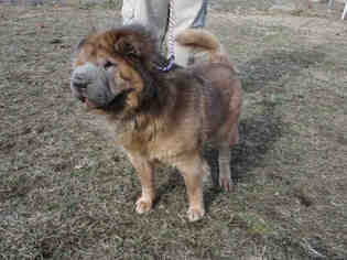 Small Chinese Shar-Pei-Chow Chow Mix