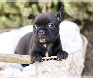 Faux Frenchbo Bulldog Dogs for adoption in Corona, CA, USA