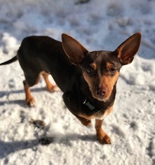 Doxie-Pin Dogs for adoption in Buffalo, NY, USA