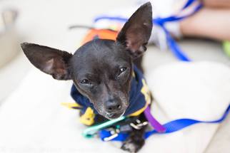 Chihuahua-Unknown Mix Dogs for adoption in Brooklyn, NY, USA