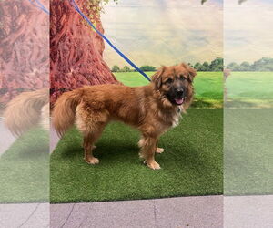 Australian Shepherd-Chow Chow Mix Dogs for adoption in Euless, TX, USA