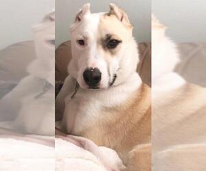 Huskies -Labrador Retriever Mix Dogs for adoption in Rowayton, CT, USA