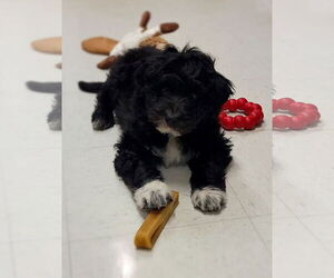 Australian Shepherd-Unknown Mix Dogs for adoption in Lexington Park, MD, USA
