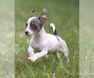 Chihuahua Dogs for adoption in Mechanicsburg, PA, USA