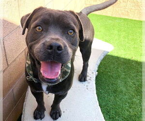 Mutt Dogs for adoption in Moreno Valley, CA, USA