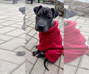 Chinese Shar-Pei-Labrador Retriever Mix Dogs for adoption in pomfret, CT, USA