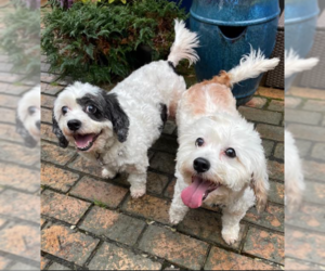 Cavachon Dogs for adoption in Cranston, RI, USA